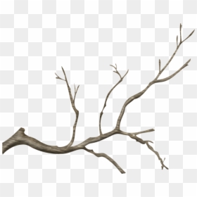 Real Tree Branch Png Transparent Png Vhv