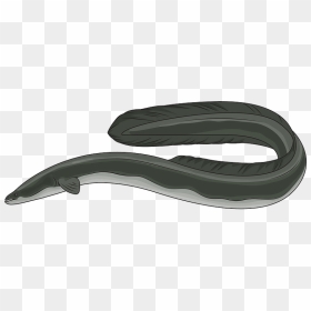 American Eel Clipart Eel Png Clipart Transparent Png Vhv