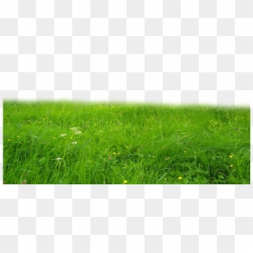 Grass Png Full Hd, Transparent Png - grass png