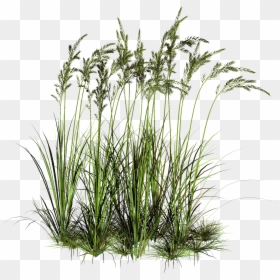 Transparent Background Tall Grass Png, Png Download - grass png
