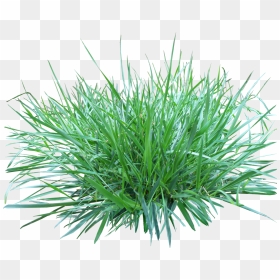 Patch Of Grass Png, Transparent Png - grass png
