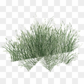 Long Grass Transparent, HD Png Download - grass png