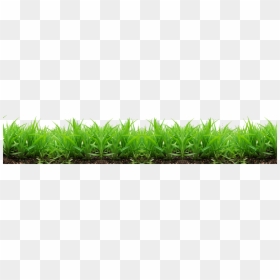 Soil And Grass Png, Transparent Png - grass png