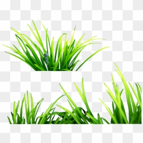 Grass Png For Picsart, Transparent Png - grass png