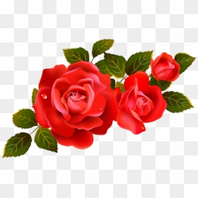 Transparent Background Roses Clipart, HD Png Download - rose png