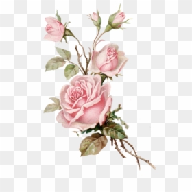 Vintage Pink Roses Png, Transparent Png - rose png