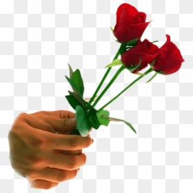 Happy Rose Day Gift, HD Png Download - rose png
