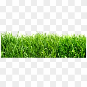 Grass Png, Transparent Png - grass png