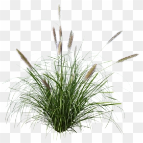 Pennisetum Grass Png, Transparent Png - grass png