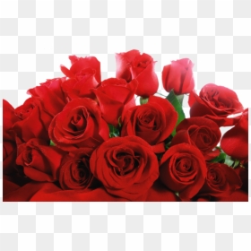 Callaway Gardens, HD Png Download - rose png