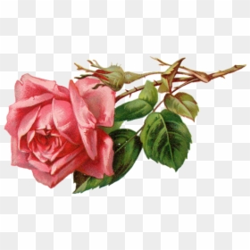 Vintage Pink Rose Png, Transparent Png - rose png