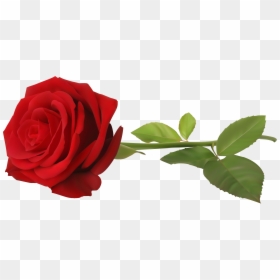 Single Red Rose Png, Transparent Png - rose png