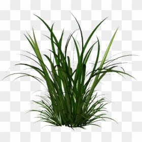 Transparent Grass Png, Png Download - grass png