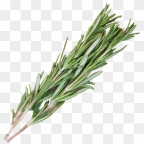 Transparent Rosemary Png, Png Download - grass png