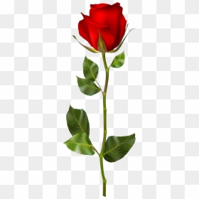 Red Rose Png Hd, Transparent Png - rose png