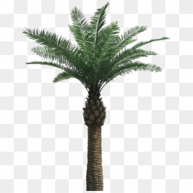 Oil Palm Tree Png, Transparent Png - palm tree png
