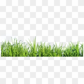 Grass Side View Png, Transparent Png - grass png