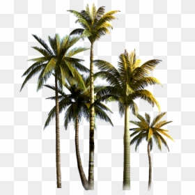 Png Format Palm Trees Png, Transparent Png - palm tree png