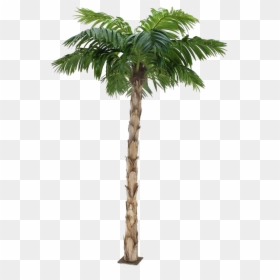 Palm Tree Png Transparent Background, Png Download - palm tree png