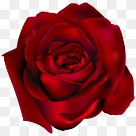 Dilrose, HD Png Download - rose png