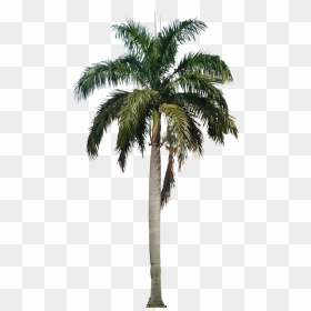Coconut Tree Hd Png, Transparent Png - palm tree png