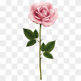 Pink Rose Rose Png, Transparent Png - rose png