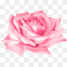 Pink Rose Flower Png, Transparent Png - rose png