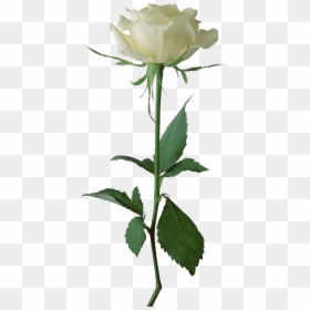 White Rose Png, Transparent Png - rose png