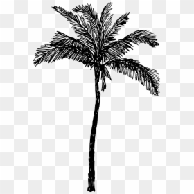 Palm Tree Drawing Png, Transparent Png - palm tree png