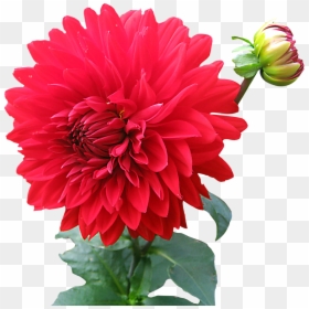 Flower Png Images Download, Transparent Png - rose png
