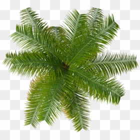 Palm Tree Top View Png, Transparent Png - palm tree png