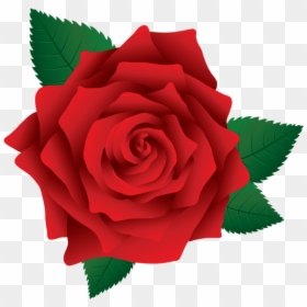 Red Rose Clipart Png, Transparent Png - rose png