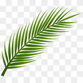 Transparent Background Palm Leaves Png, Png Download - palm tree png