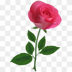 Pink Rose Transparent Background, HD Png Download - rose png