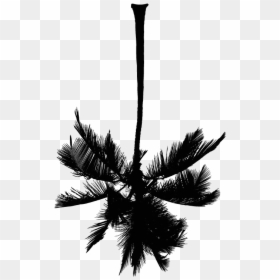 Roystonea, HD Png Download - palm tree png