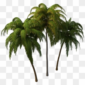 Coconut Tree Png Plan, Transparent Png - palm tree png