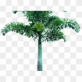 Tree Images In Png Format, Transparent Png - palm tree png