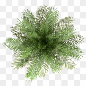 Palm Tree Png, Transparent Png - palm tree png