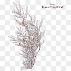 Bushes With Snow Png, Transparent Png - snow png