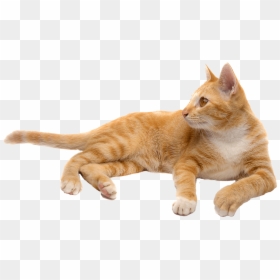Cat Png, Transparent Png - cat png