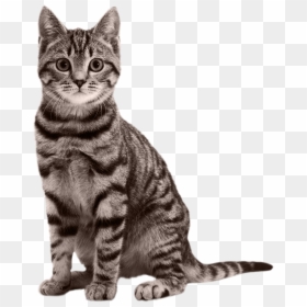 Transparent Cat Png, Png Download - cat png