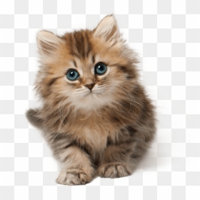 Kitten Face Transparent Background, HD Png Download - cat png