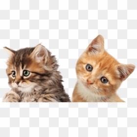 Kegunaan Pasir Untuk Kucing, HD Png Download - cat png