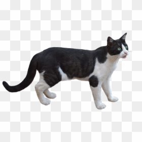 Gato Sin Fondo, HD Png Download - vhv