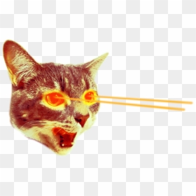 Cat With Laser Eyes Png, Transparent Png - cat png