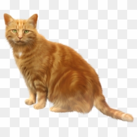 Cat Png, Transparent Png - cat png