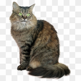 Tabby Cat Png, Transparent Png - cat png