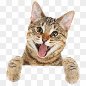 Happy Cat In Png, Transparent Png - cat png