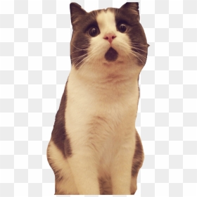 Surprised Cat Transparent Background, HD Png Download - cat png