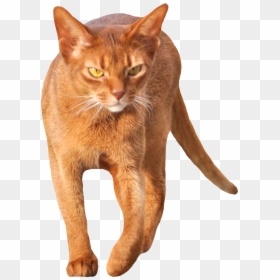 Cat Walking Front View, HD Png Download - cat png
